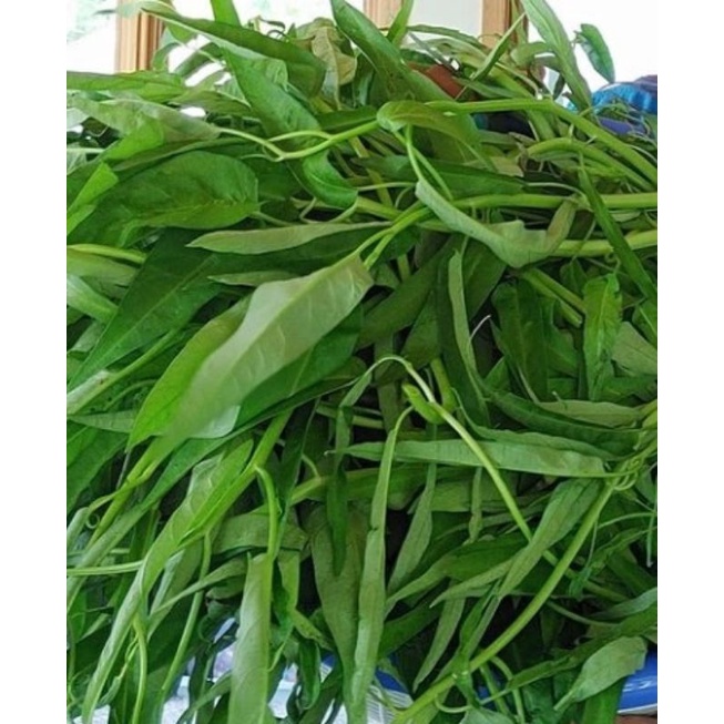 

KANGKUNG per 3 ikat/SAYUR KANGKUNG FRESH
