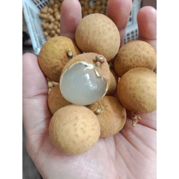 

Klengkeng Manis