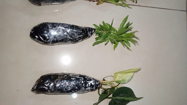 Tanaman Hias Zodia - Tanaman Anti Nyamuk