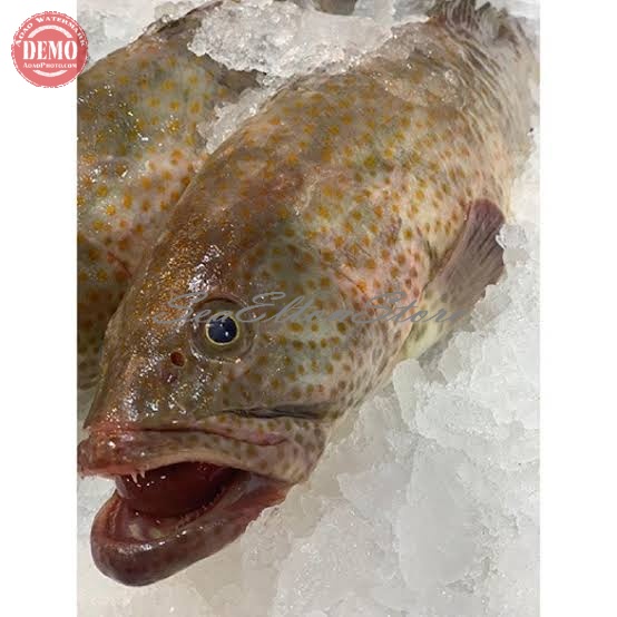 

Ikan Kerapu Segar Ikan Segar Kerapu Macan
