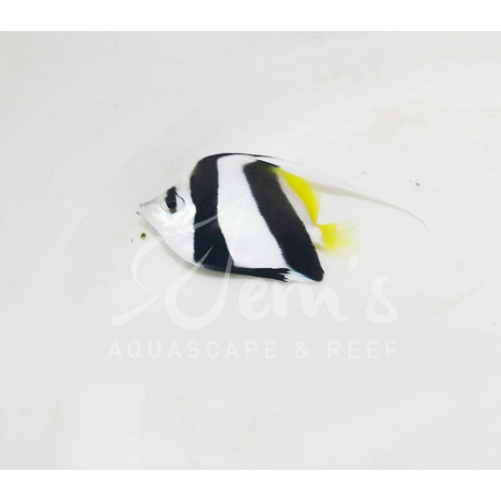 

Ikan Layaran Kuning (Heniochus Black & White Butterflyfish)