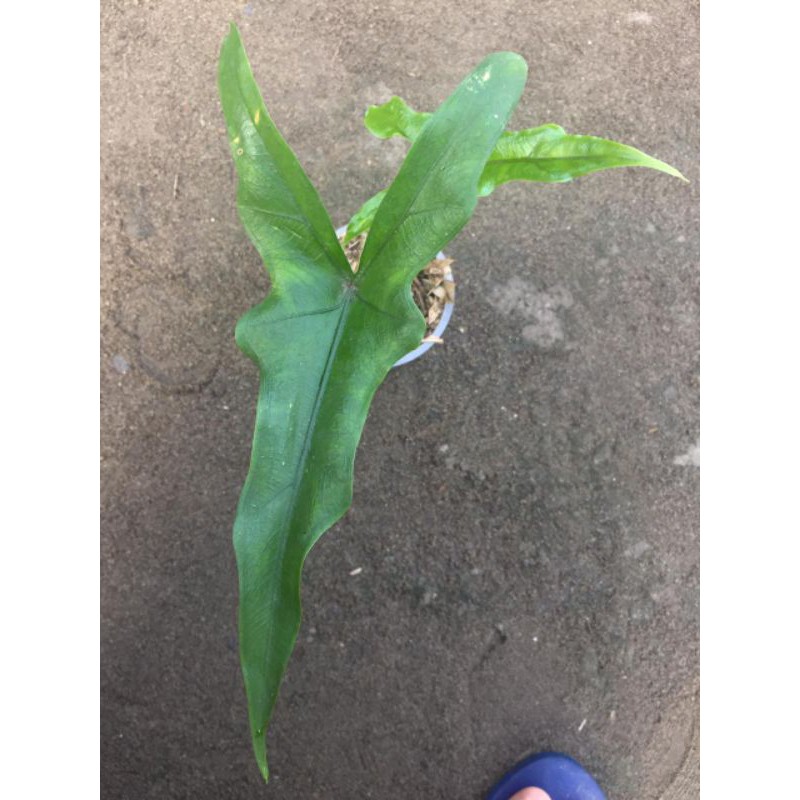 alocasia jacklyn narrow