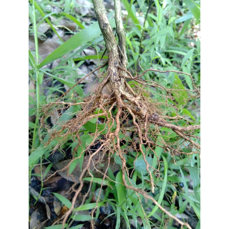 AKAR SENGGANI/AKAR SENGGANI AQUASCAPE ukuran M