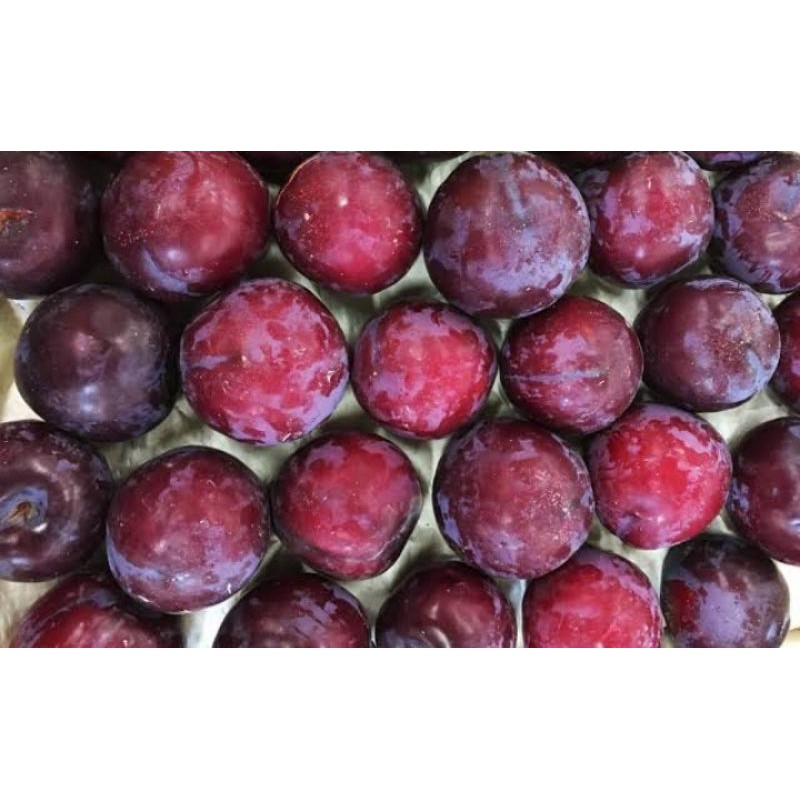 

Buah Plum Australia Citra Segar Sehat per Box 10 kg