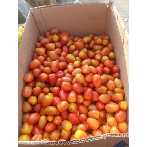 

Tomat Merah Besar 1 kg Fresh.