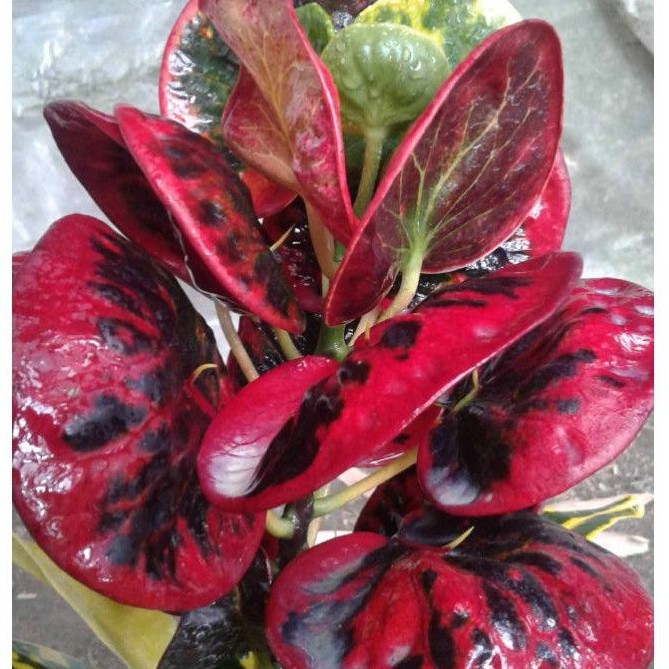 puring apel merah / tanaman hias hidup unik / puring super red