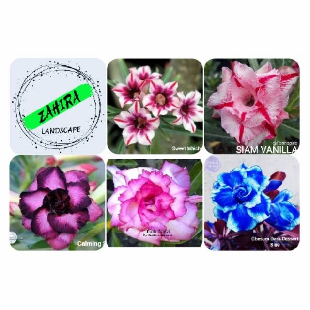 Jual Paket C Bibit Bunga Kamboja Adenium Tanaman Hias Adenium Besar Dan Rimbun