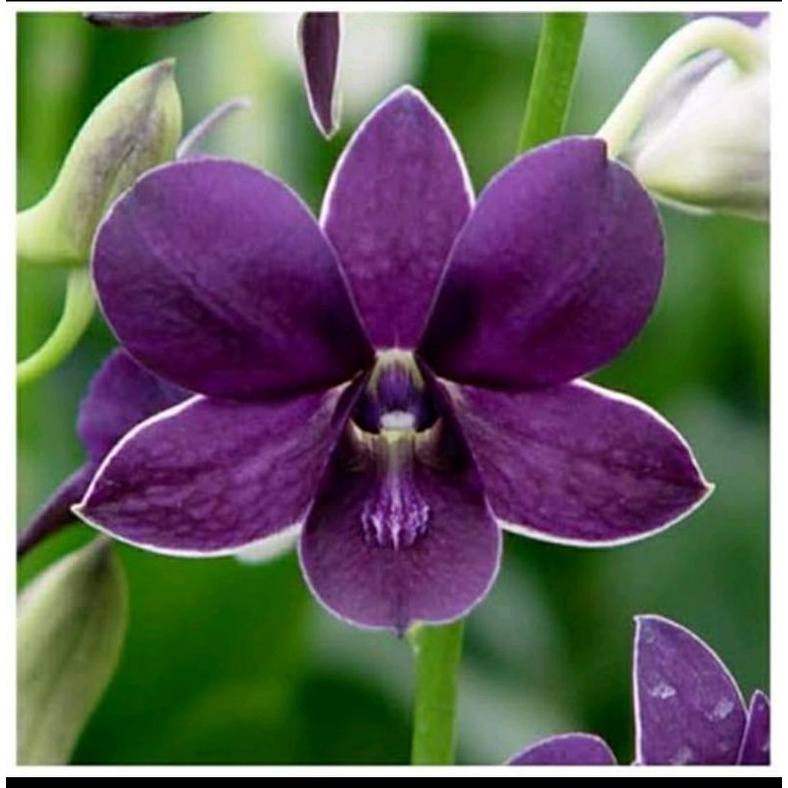 Anggrek Bidadari Biru