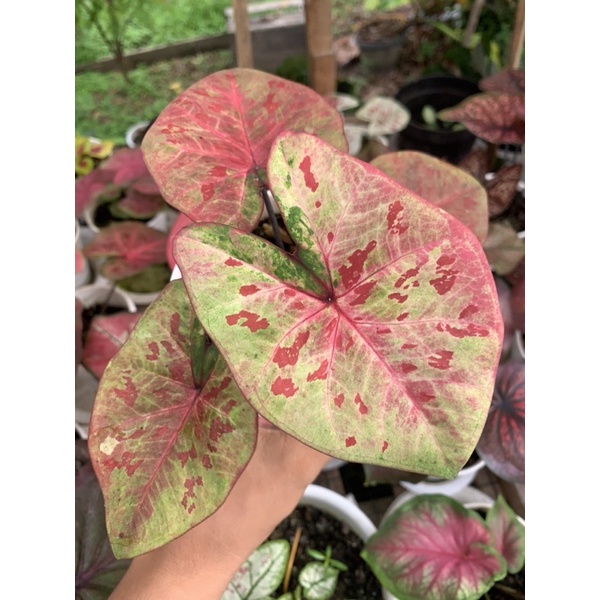 Caladium Raspberry Moon - keladi raspberrymoon
