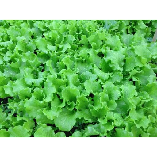 250 Benih Selada hijau New Grand Rapids Lettuce Hibrida F1 bibit tanaman sayuran hidroponik rapid