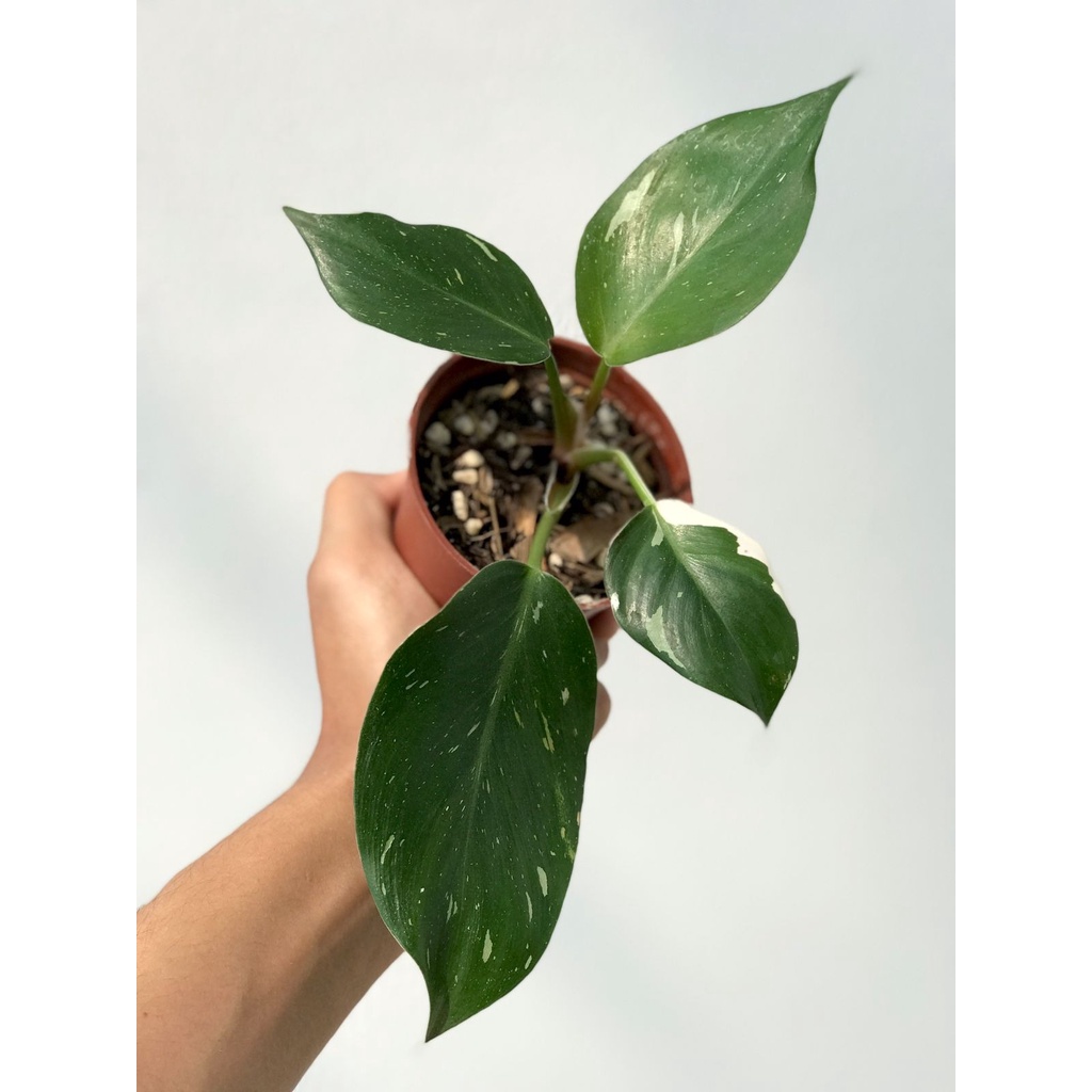 Philodendron White Knight