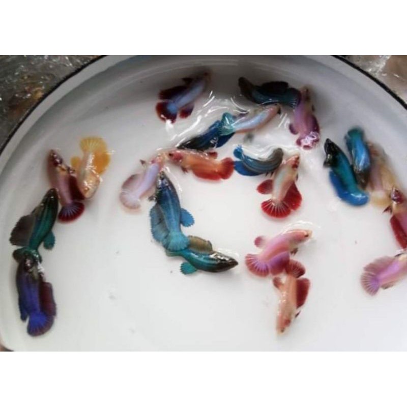 10 ekor ikan Cupang hias