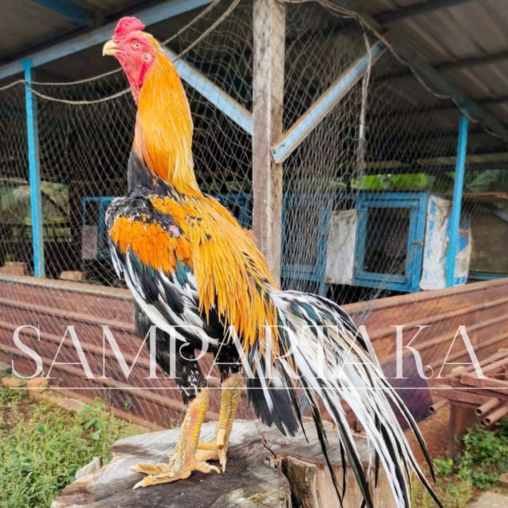 ayam bangkok ekor lidi pakhoy ori full brakot telur eram