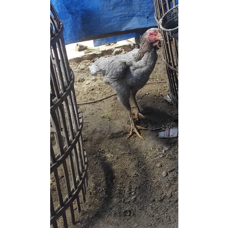 

Telur fertil Ayam biang Ganoi x Pakhoy /Koygon terlaris