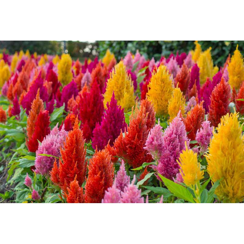 Benih Bibit Biji - Bunga Celosia Pagoda Mixed Flower Seeds