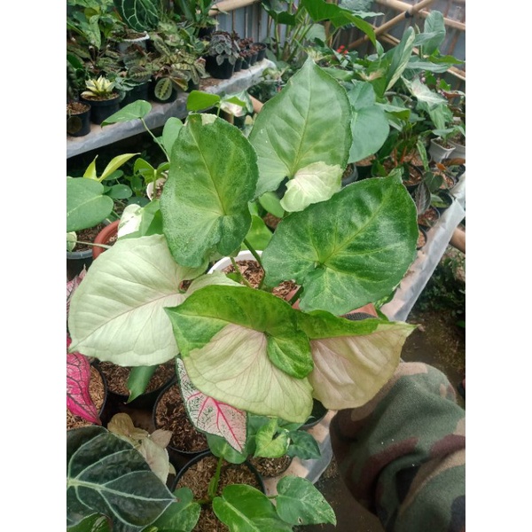 tanaman hiasa syngonium T24 / syngonium T24