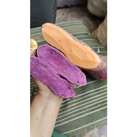

UBI UNGU/UBI OrENe