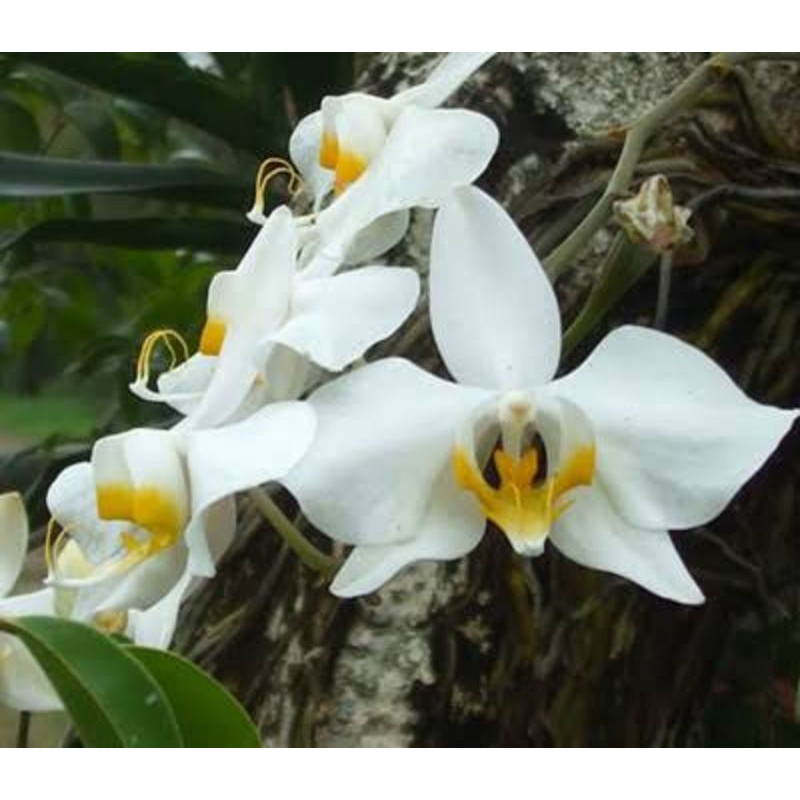 PROMO ANGGREK BULAN  anggrek bulan amabilis jawa - Phalaenopsis Amabilis (harga spesial)