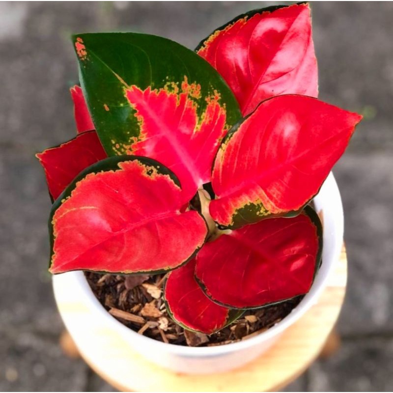 Aglaonema suksom jaipong / Aglonema suksom jaipong florist nursery/ Aglonema suksom jaipong (Tanaman