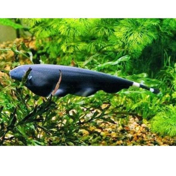 

PROMO HARI INI Ikan black ghost