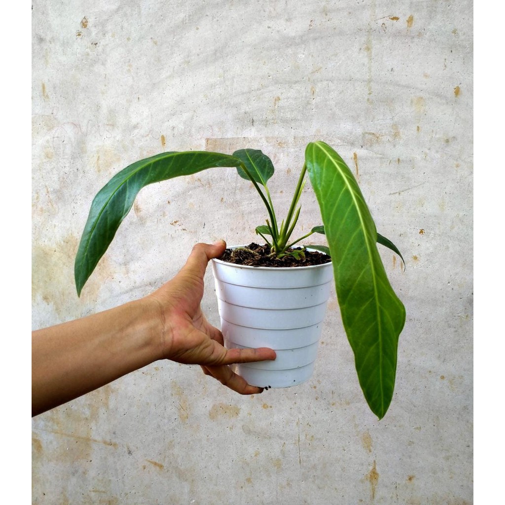 Anthurium Spectabile Roset Remajaan