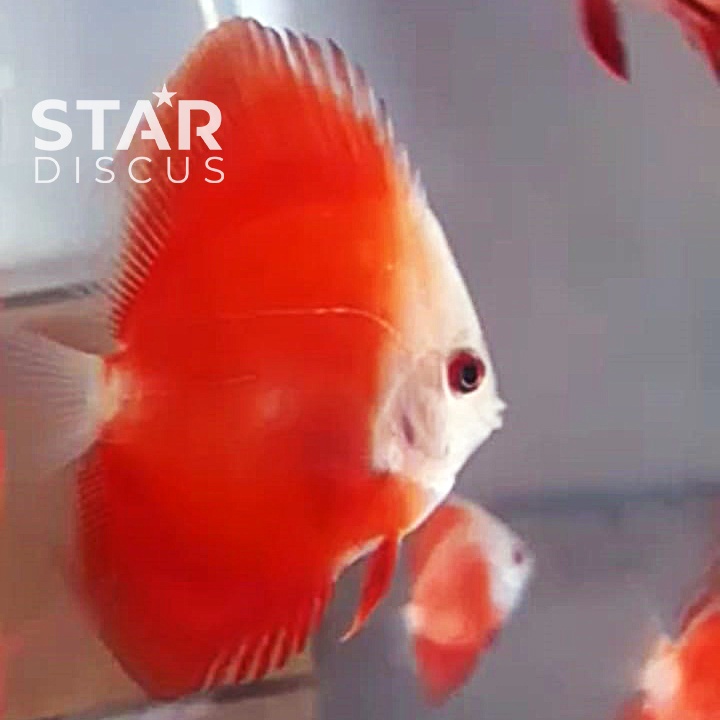 Discus Red Golden Diamond 2,5 inch Hi-body (HB) grade A