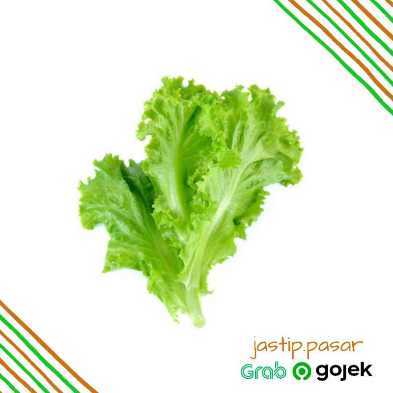 

Selada 250g Sayuran Segar Fresh (jastip.pasarsby)