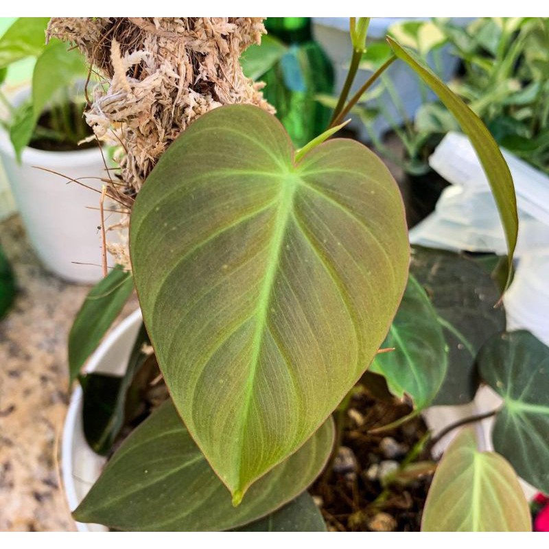 Philodendron Micans
