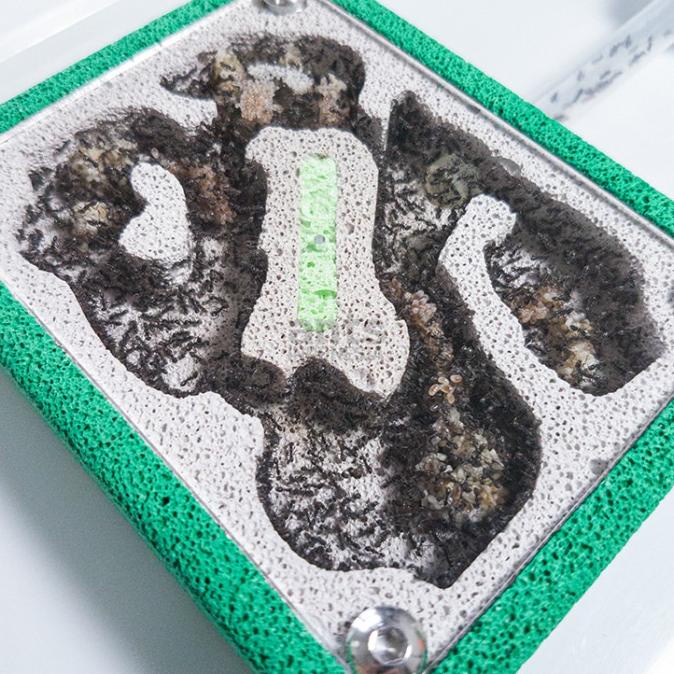 Formicarium M - Ant Farm - Ternak Semut