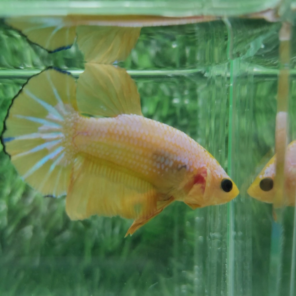 Cupang Yellow Fancy Jantan Male YF-014 TOP GRADE