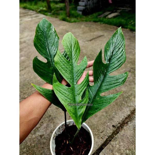 Rhaphidophora beccarii