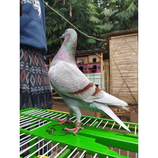 PPMBSI MERPATI BALAP SPRINT