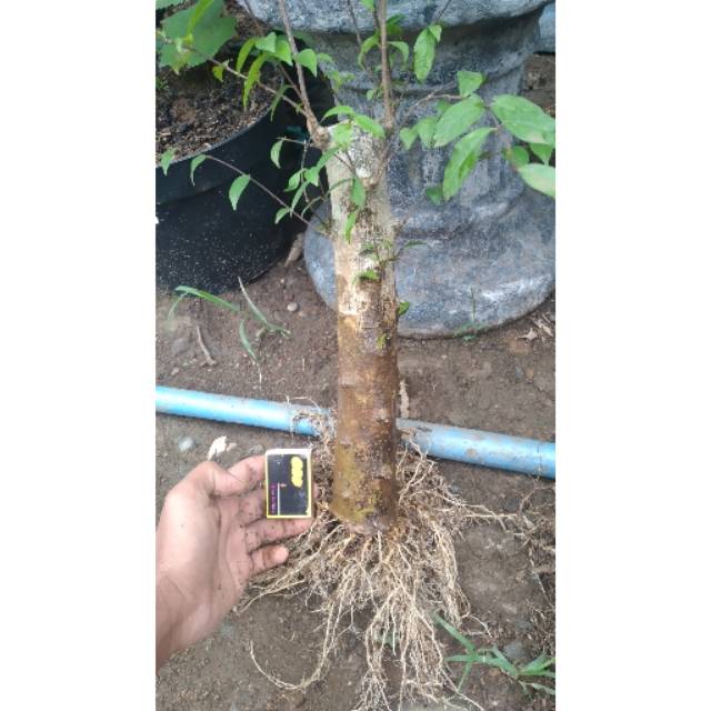 Bahan Bonsai Anting Putri  "Cangkok"