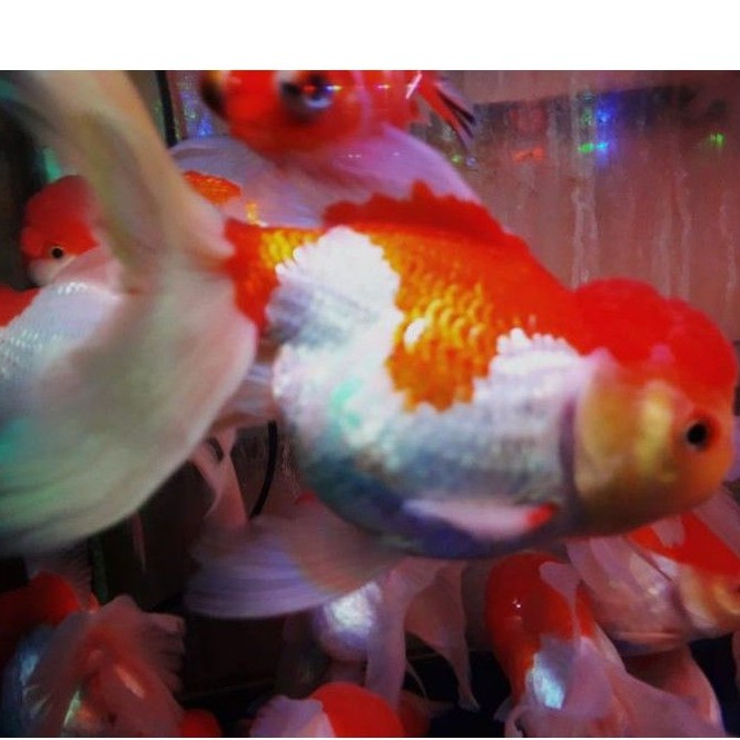 Mas Koki Oranda Jumbo XXL Grosir