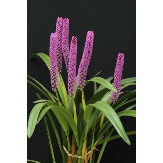 Anggrek Arpophyllum Orchid + POT Anggrek Hutan Sumatera