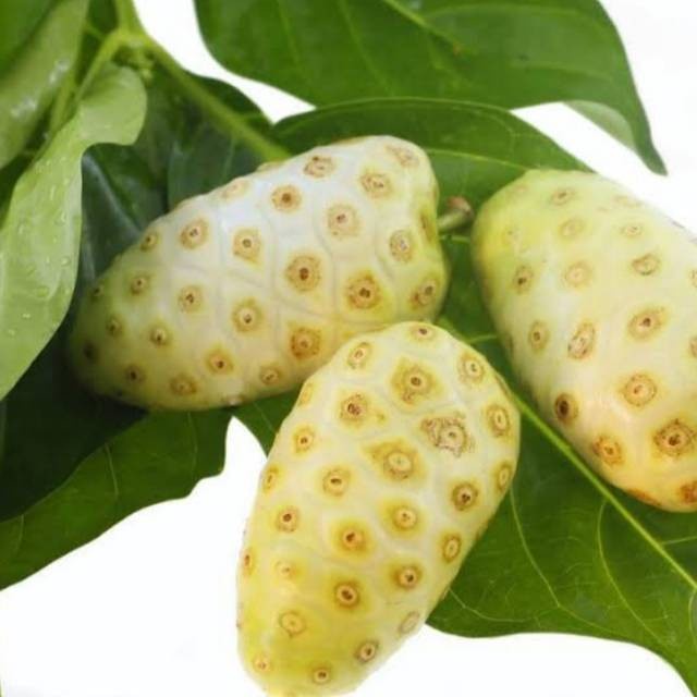 Buah Mengkudu Segar 500 Gram (pace / noni / Morinda citrifolia) - PESAN BARU PETIK