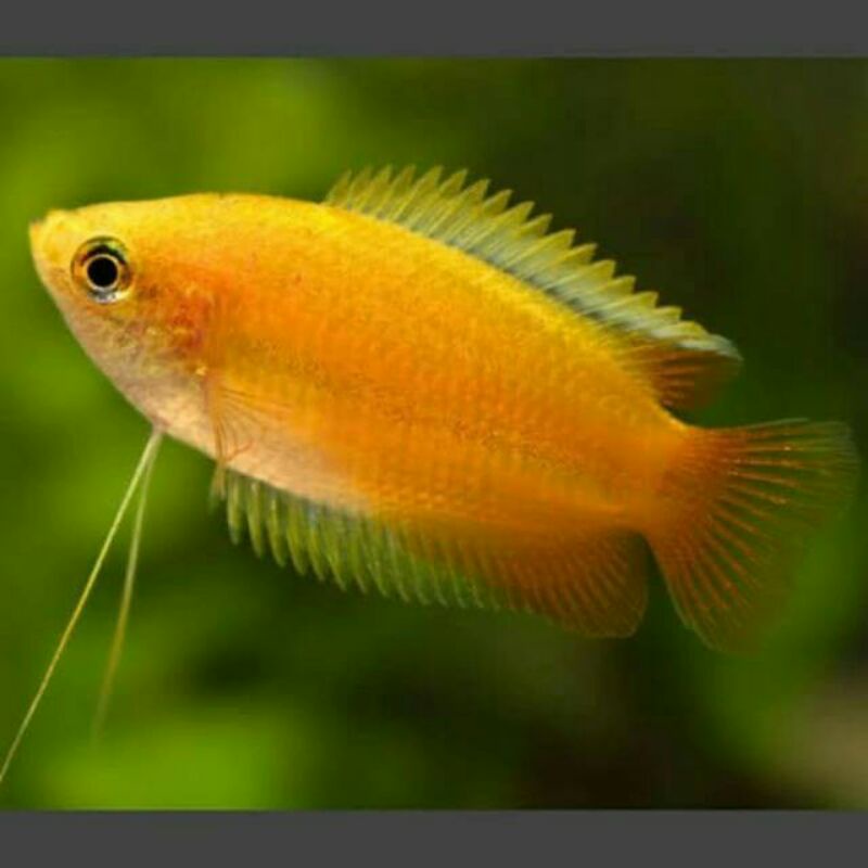 ikan hias sepat madu