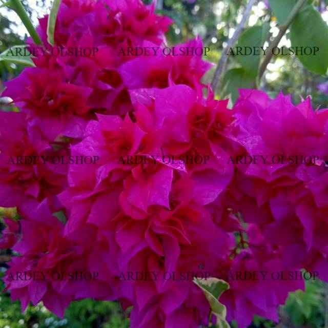 Bougenville Tumpuk Merah (bibit)