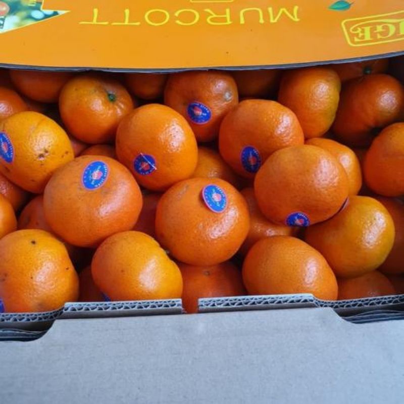 

Jeruk murcot 1kg