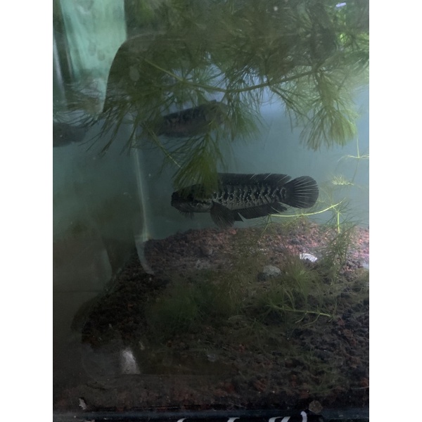 asiatica  pair 16-17cm