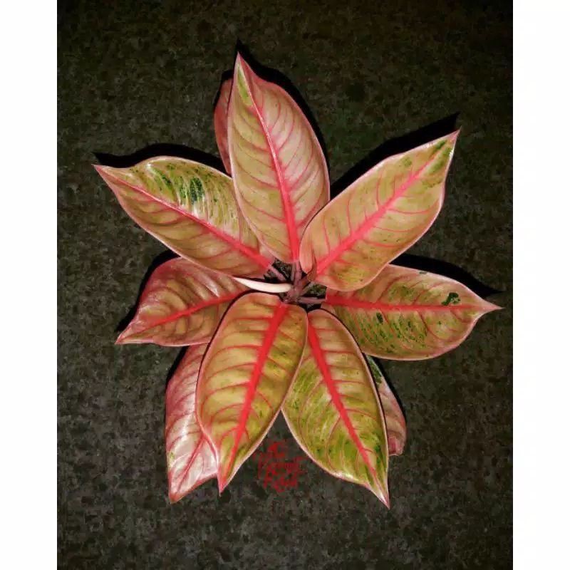 Bongol aglonema Veronica Golden