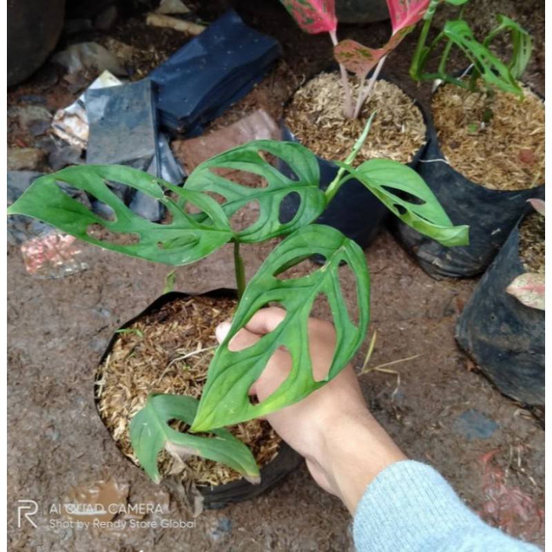 tanaman hias janda bolong/pohon janda bolong