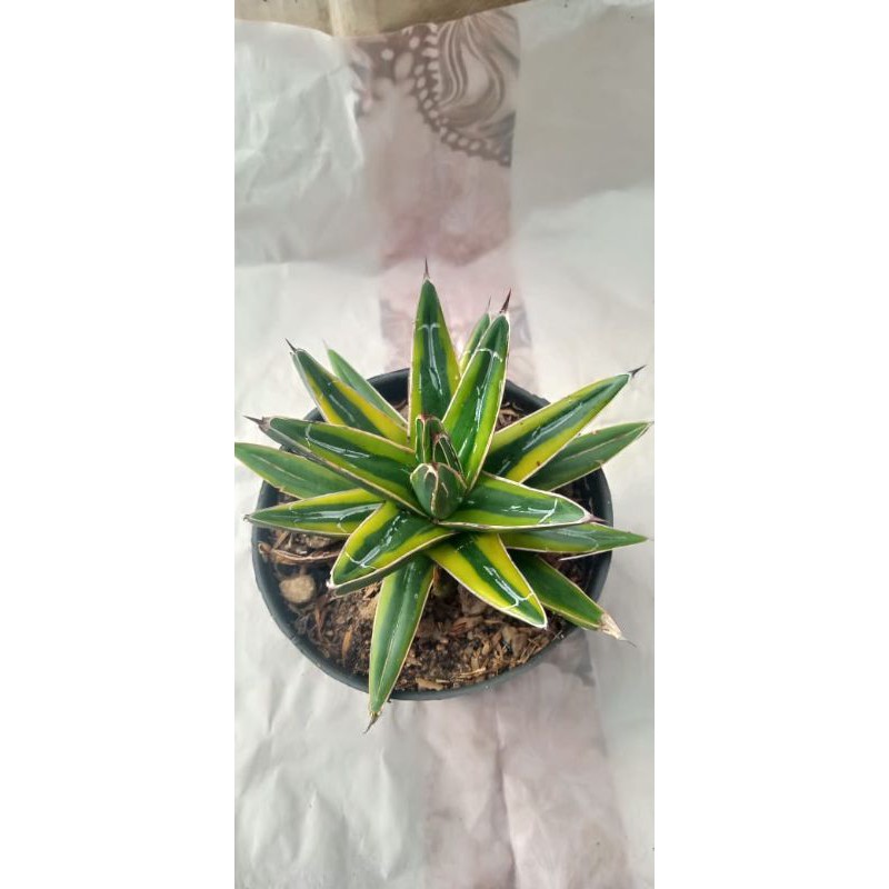 

agave viktoria