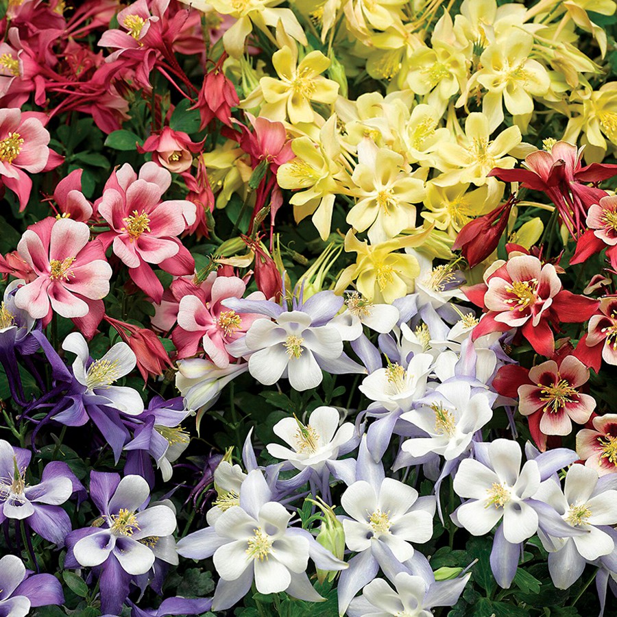 Benih Bibit Biji - Sweet Columbine Aquilegia McKana Giant Mixed (Aquilegia caerulea) Seeds - IMPORT