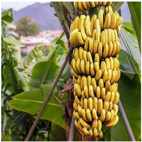 BIBIT PISANG AMBON SUPER UNGGUL KUNING ,BIBIT PISANG AMBON KUNING TERBAIK BONGGOL PISANG