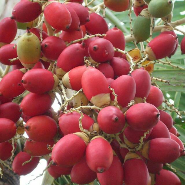 

Buah pinang mini segar 1kg