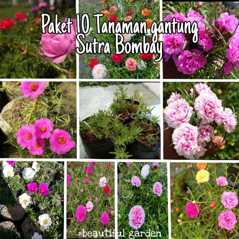PAKET 10 Jenis Tanaman hias Sutra Bombay / Tanaman gantung bunga sutra bombay cantik