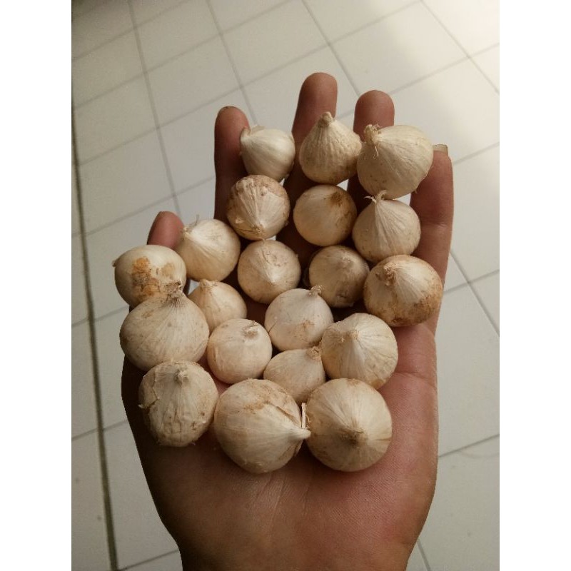 

Bawang Putih Tunggal / Nunggal Ecer Satuan (1pcs)