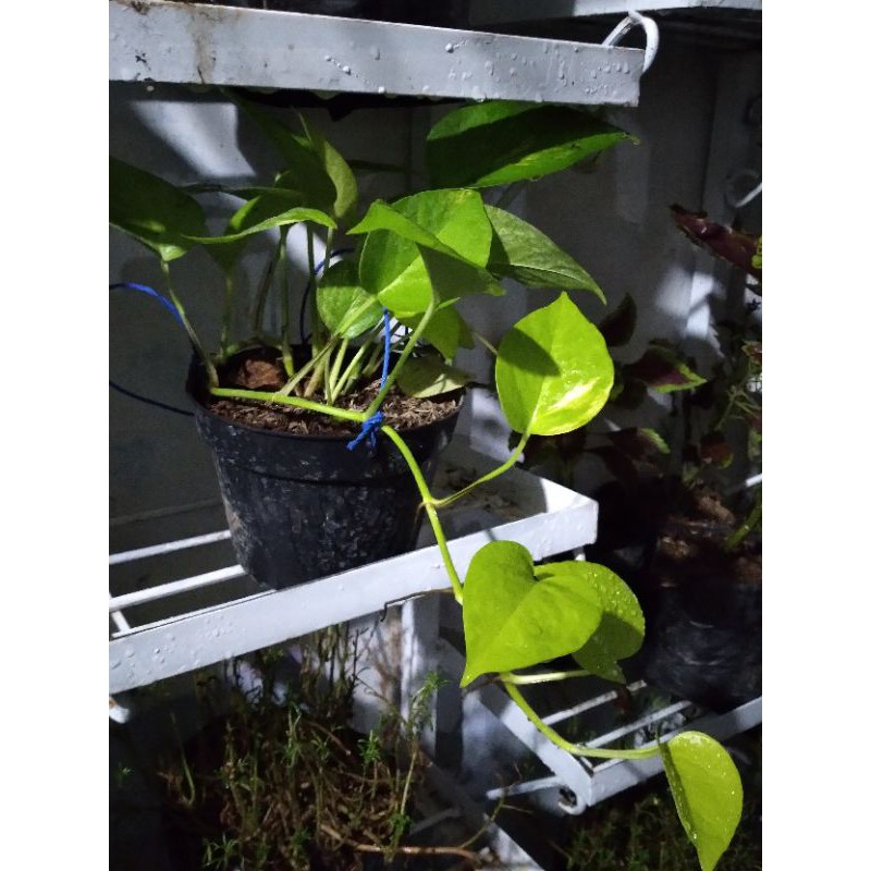 

suruh putih daun banyak warna cerah