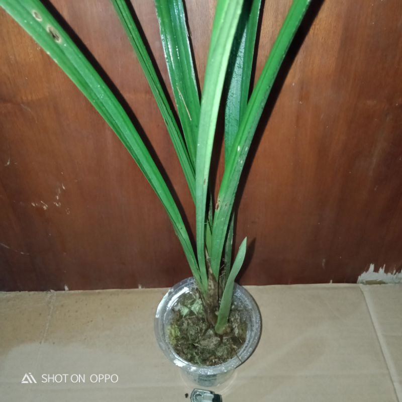 

cimbydium ensifolium